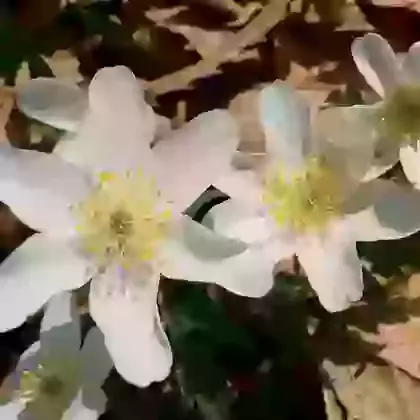 Nemorosa